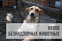 Важное объявление! Администрация Алатырского МО информирует об отлове безнадзорных животных.