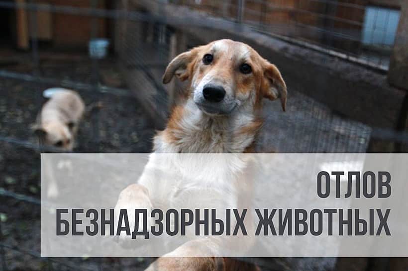 Важное объявление! Администрация Алатырского МО информирует об отлове безнадзорных животных.