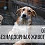 Важное объявление! Администрация Алатырского МО информирует об отлове безнадзорных животных.