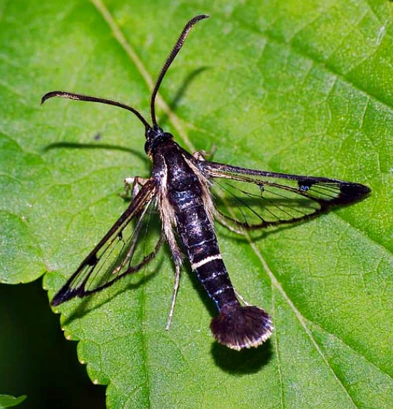 Неизвестная для науки бабочка открыта в заповеднике «Присурский" в Алатырском МО.
