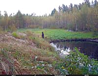 На Алатырском участке заповедника «Присурский» в фотоловушку попало купание бурых медвежат (фото №1).