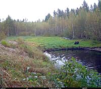 На Алатырском участке заповедника «Присурский» в фотоловушку попало купание бурых медвежат (фото №2).