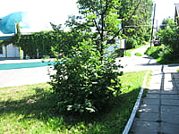 Улица Горшенина (г. Алатырь). 13 июля 2014 (вс).